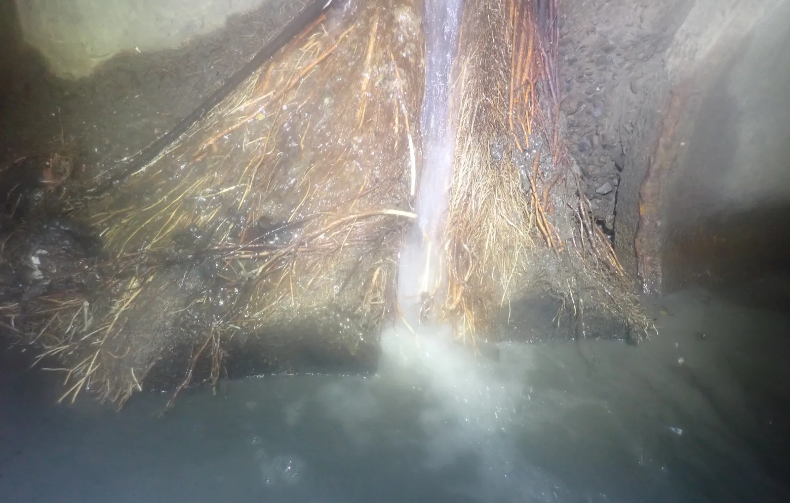 管道頂部垂下一大片樹根，水從樹根中間沖下來