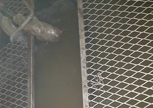 格柵蓋下方的池內，水面與管線
